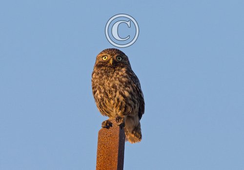 Little Owl  DM1761